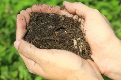 Our Rock + Stone Blend(70% hardwood fines and 30% Bloom DC Water’s Class A exceptional biosolids product) is a great alternative to compost, providing organic matter as well as nutrients to stimulate improved plant growth of all kinds including turf, flowers, trees, and vegetable gardens.